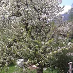 Διαμέρισμα Eva's Bad Reichenhall
